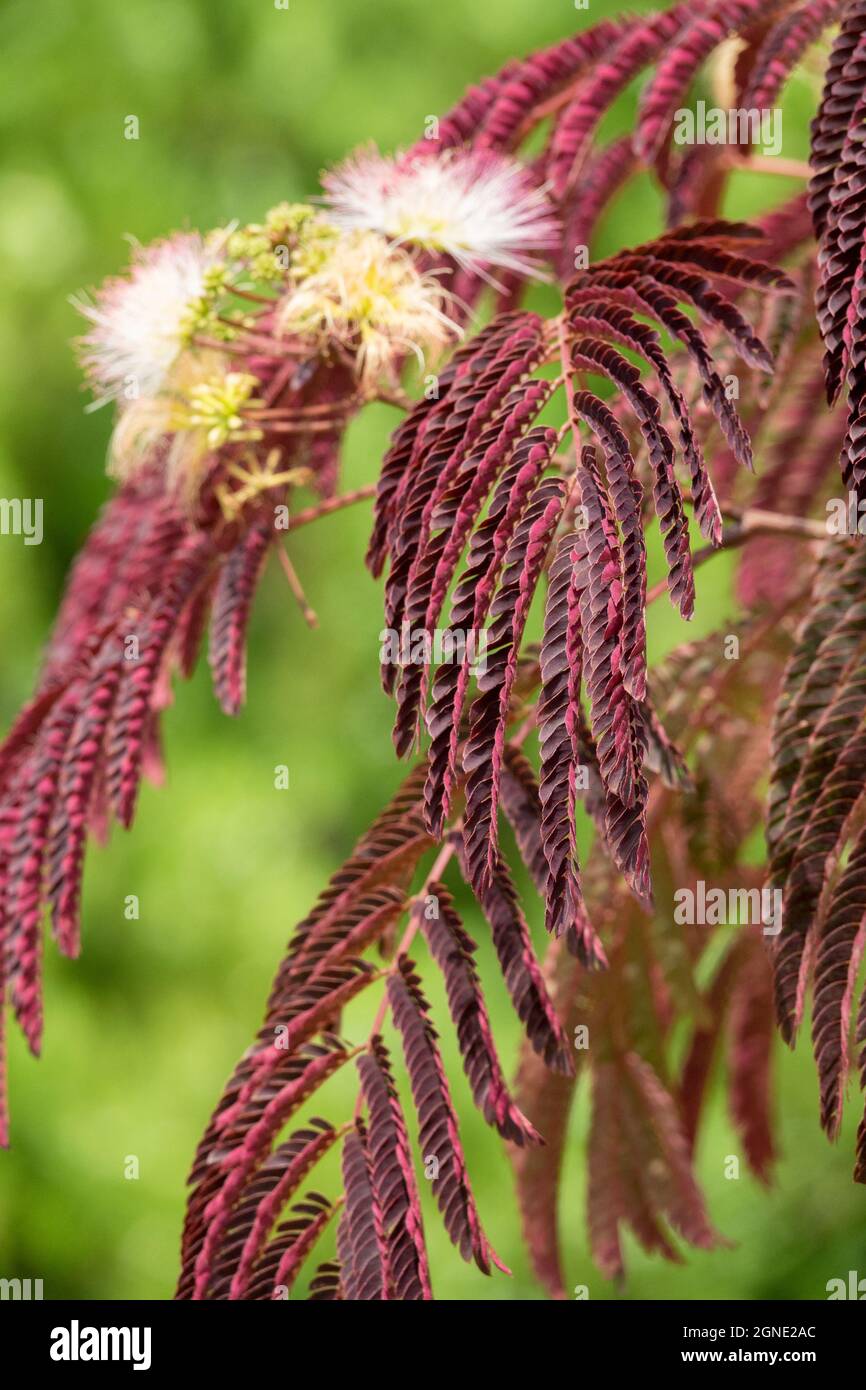 Albizia julibrissin „Sommerschokolade“ Mimosa Tree Stockfoto