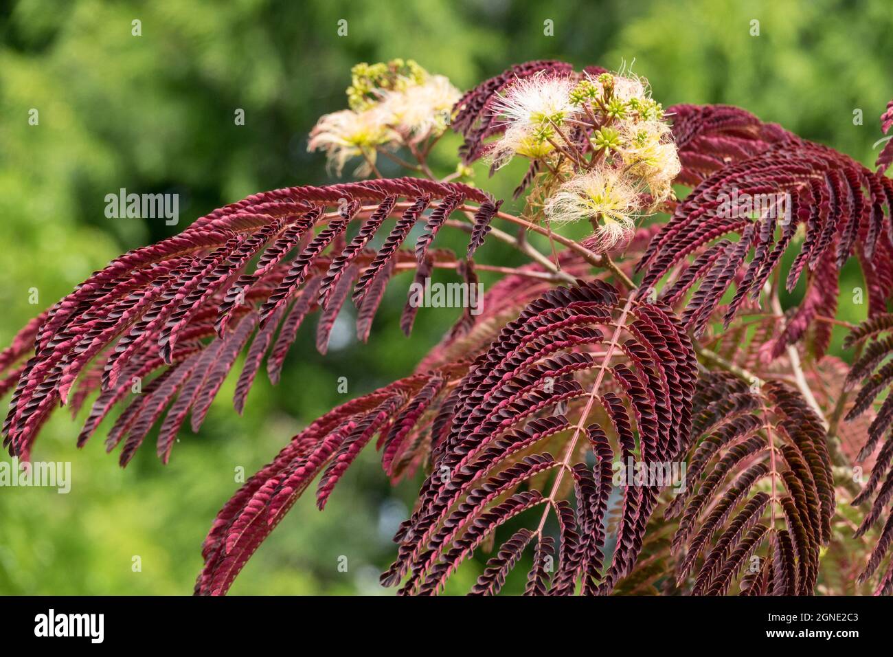 Albizia julibrissin „Sommerschokolade“ Seidenbaum im Garten Stockfoto