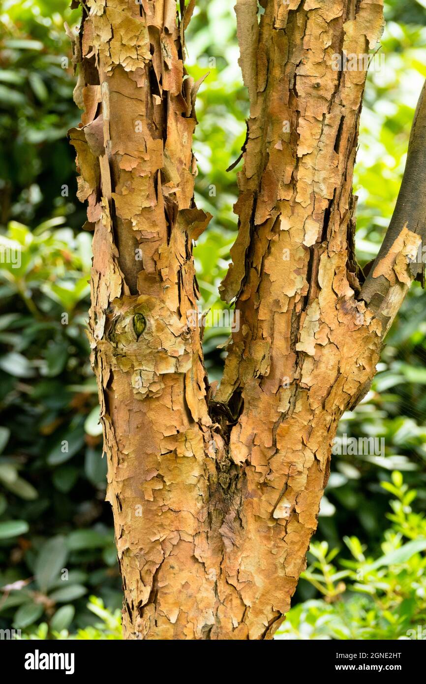 Acer griseum Baum Ahornbaum Rinde im Garten Stockfoto