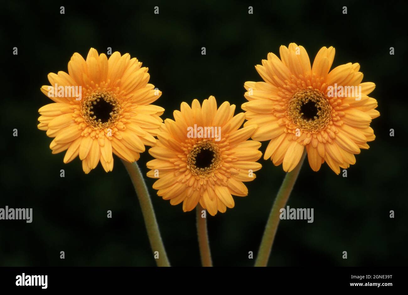 STUDIO-BILD DREI ORANGE GERBERAS (GERBERA JAMESONII) AUF SCHWARZEM HINTERGRUND. Stockfoto