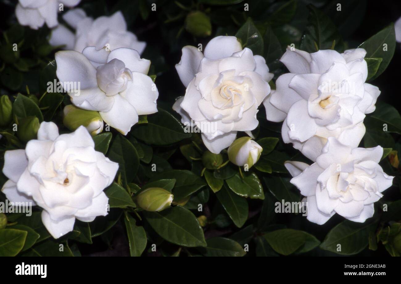 WEIßE GARDENIENBLÜTEN IN VOLLER BLÜTE. Stockfoto