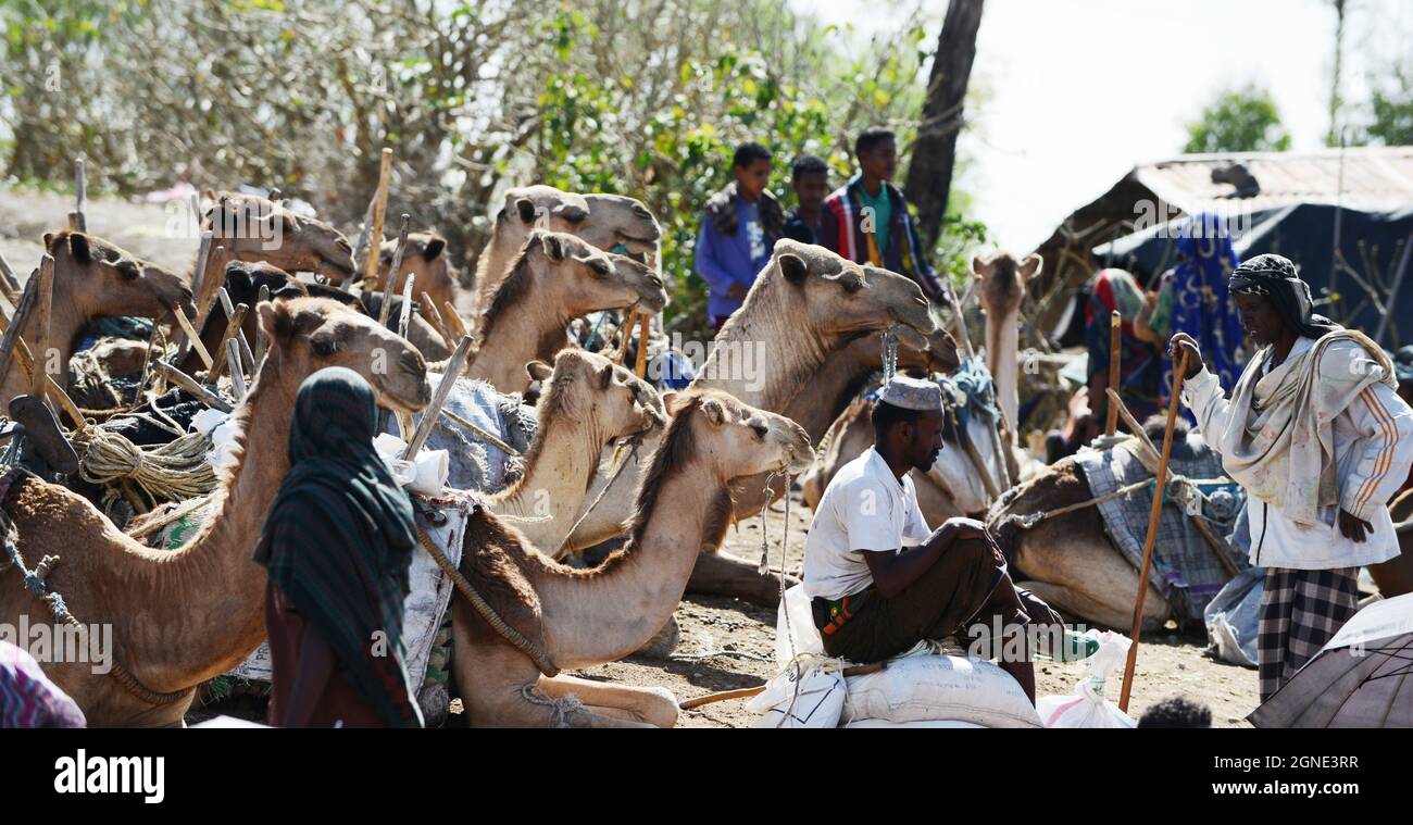 Der lebhafte Kamelmarkt auf dem wöchentlichen Bati-Markt in Äthiopien. Stockfoto