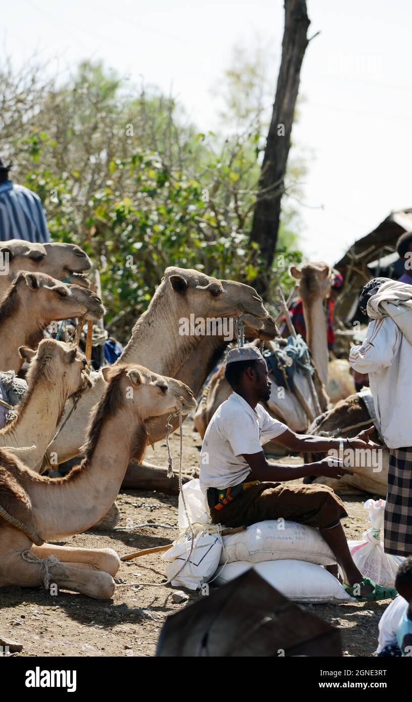 Der lebhafte Kamelmarkt auf dem wöchentlichen Bati-Markt in Äthiopien. Stockfoto