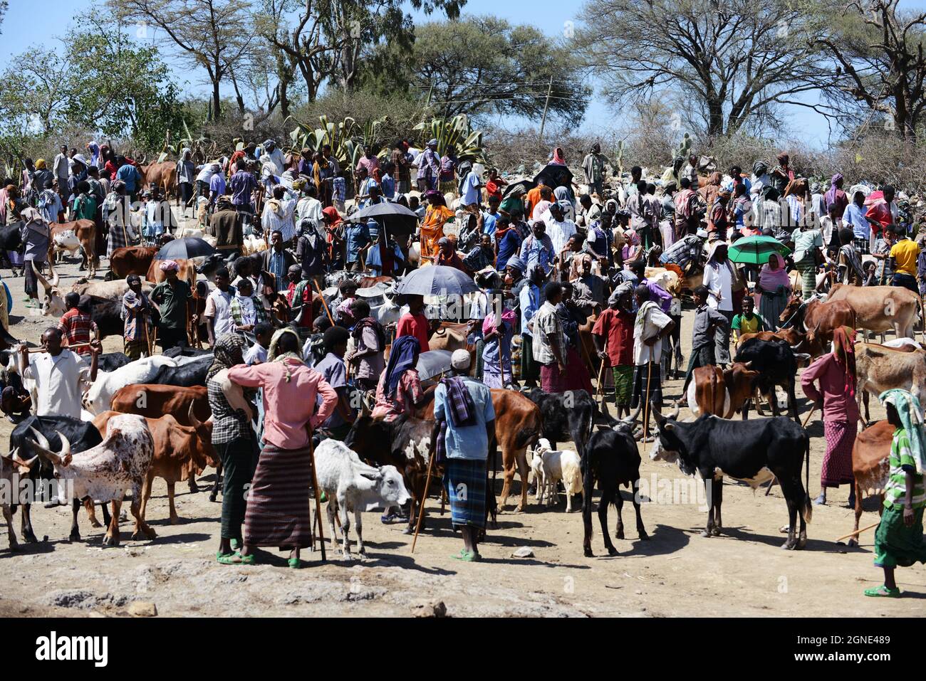 Der bunte Viehmarkt auf dem Wochenmarkt in Bati, Äthiopien. Stockfoto
