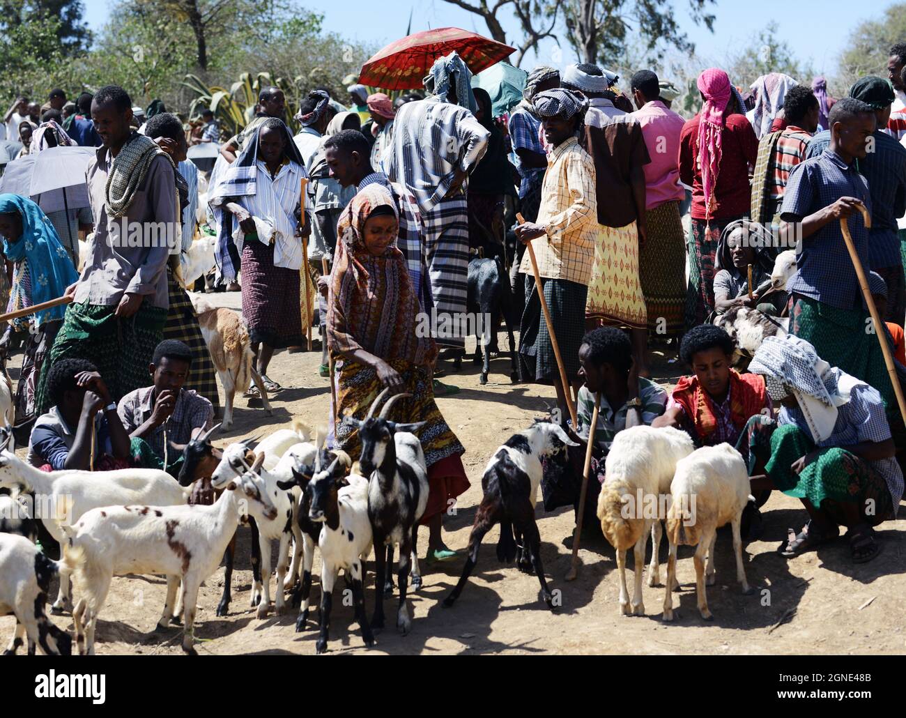 Der bunte Ziegenmarkt auf dem Wochenmarkt in Bati, Äthiopien. Stockfoto