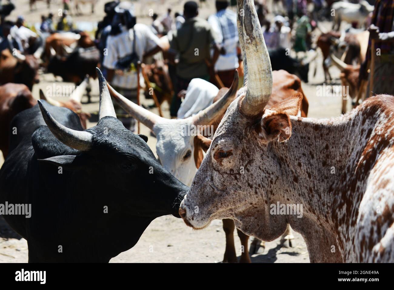 Der bunte Viehmarkt auf dem Wochenmarkt in Bati, Äthiopien. Stockfoto