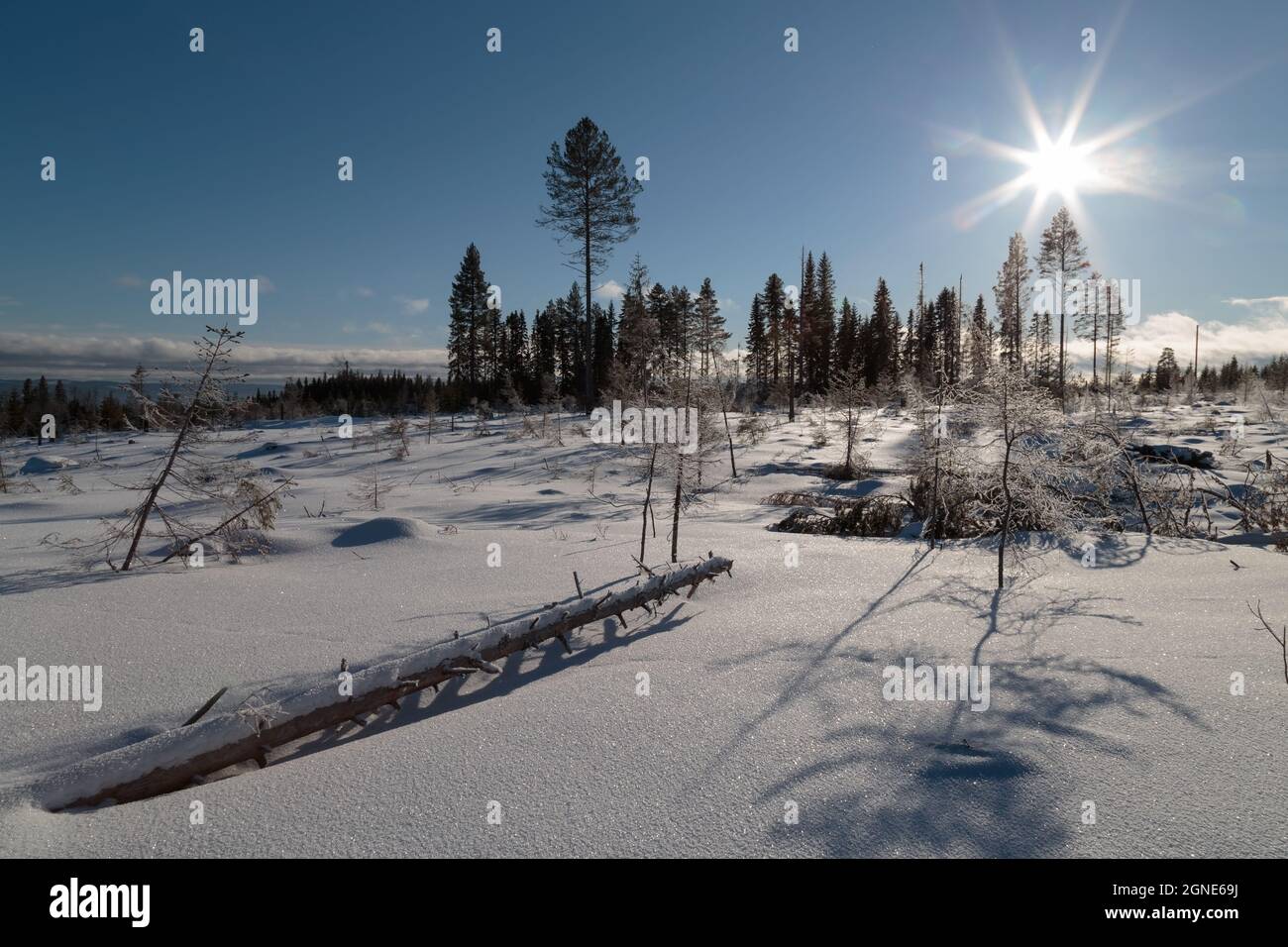 Sonne flares mit umgestürzte Bäume mit Schnee im Wald, Winter, Berglandschaft Stockfoto