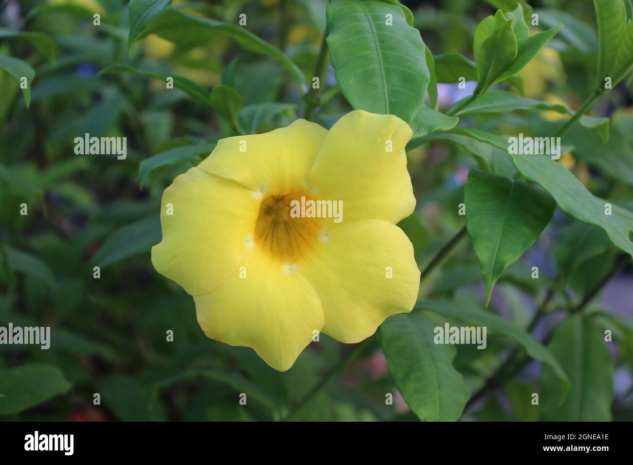Der Schönste Blumenbauch In Bangladesch Stockfoto