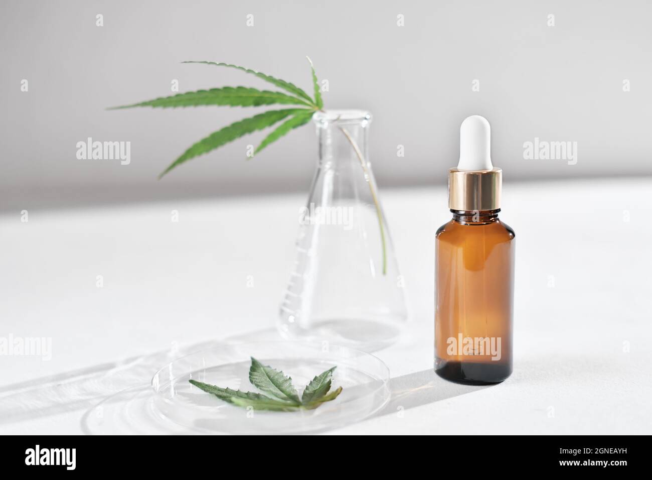 Amber Glasflasche mit Tropf und Hanfblättern in Petrischale und in Laborglas. Cannabisöl in der Dermatologie und Kosmetologie. Ätherisches Cannabisöl für die Hautpflege Stockfoto