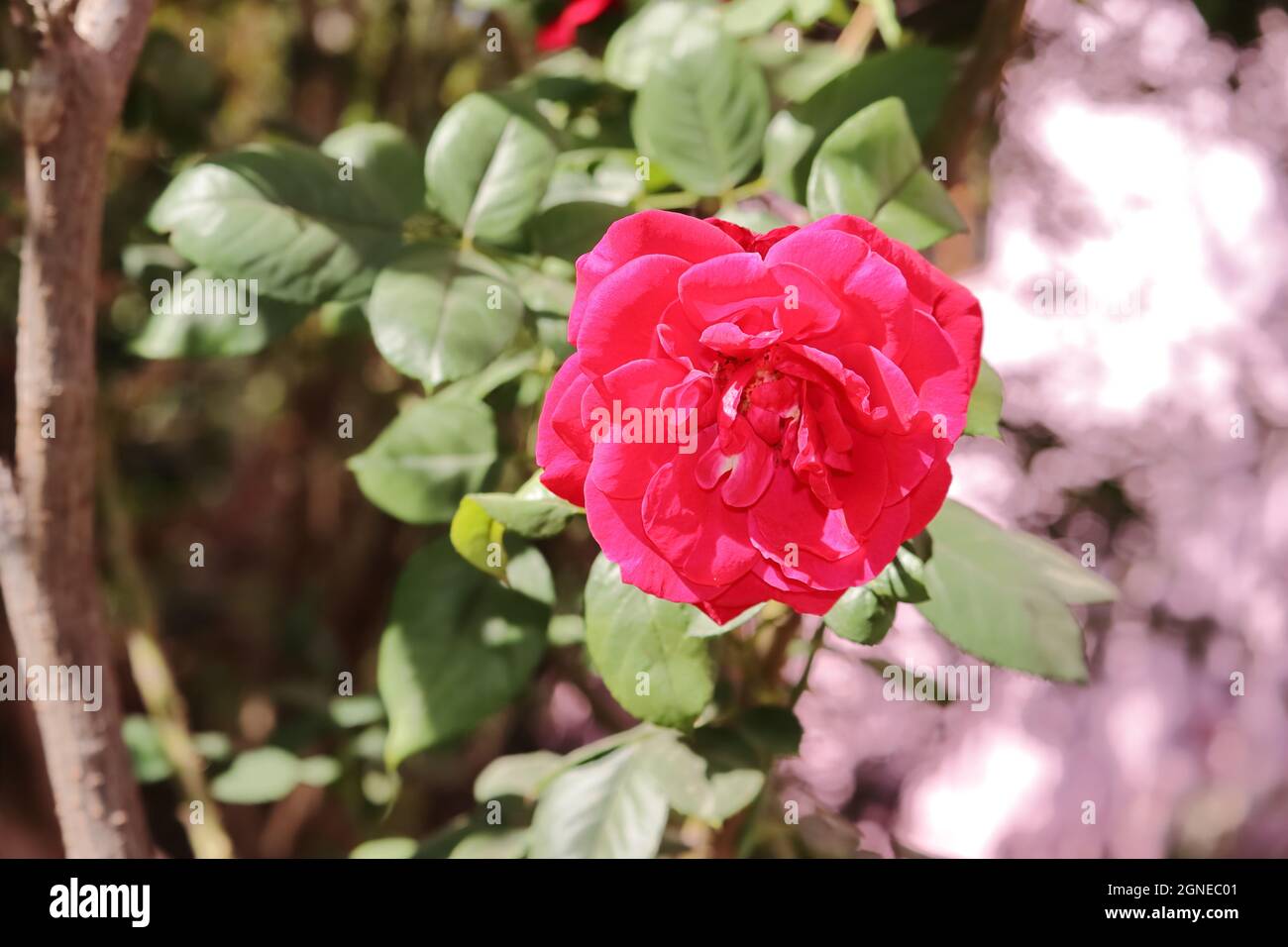 Nahaufnahme von frischen, einheimischen, rosafarbenen, duftenden Rosen, die im Garten duften Stockfoto
