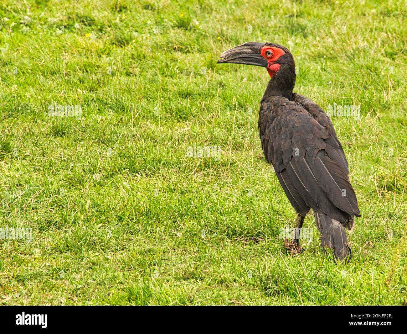 Ein afrikanischer gehörnter Rabe im Marlow Bird Park. Der Corvid ist sehr intim Stockfoto