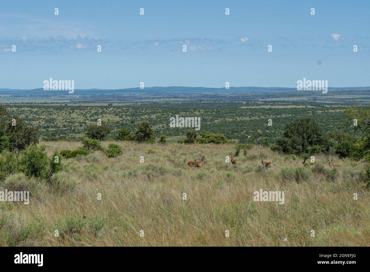 Landschaftsaufnahme von Land in Farm und Naturschutzgebiet im Vredefort Dome in Südafrika. Hochwertige Fotos Stockfoto