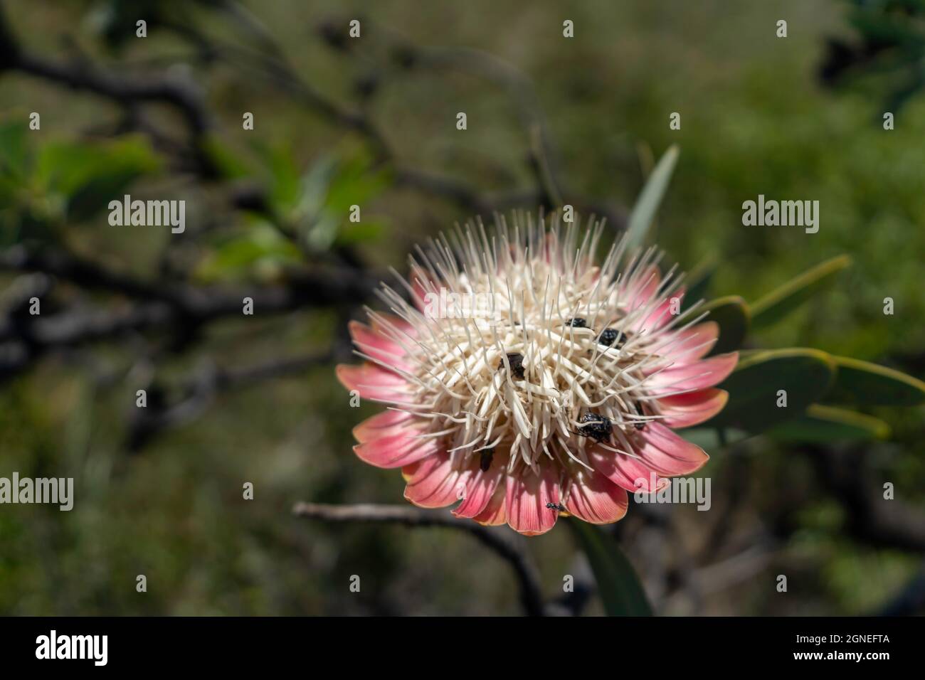 Große rosa und weiße Blume mit Insekten. Vredefort Dome Südafrika. Hochwertige Fotos Stockfoto