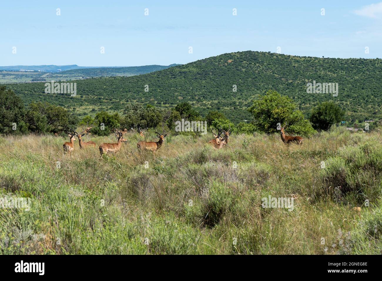Landschaftsaufnahme von Land in Farm und Naturschutzgebiet im Vredefort Dome in Südafrika. Hochwertige Fotos Stockfoto