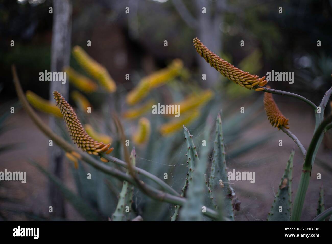 Gelbe Aloe blüht im Kruger Park, Südafrika. Aloe's werden häufig in natürlichen Behandlungen verwendet. Stockfoto