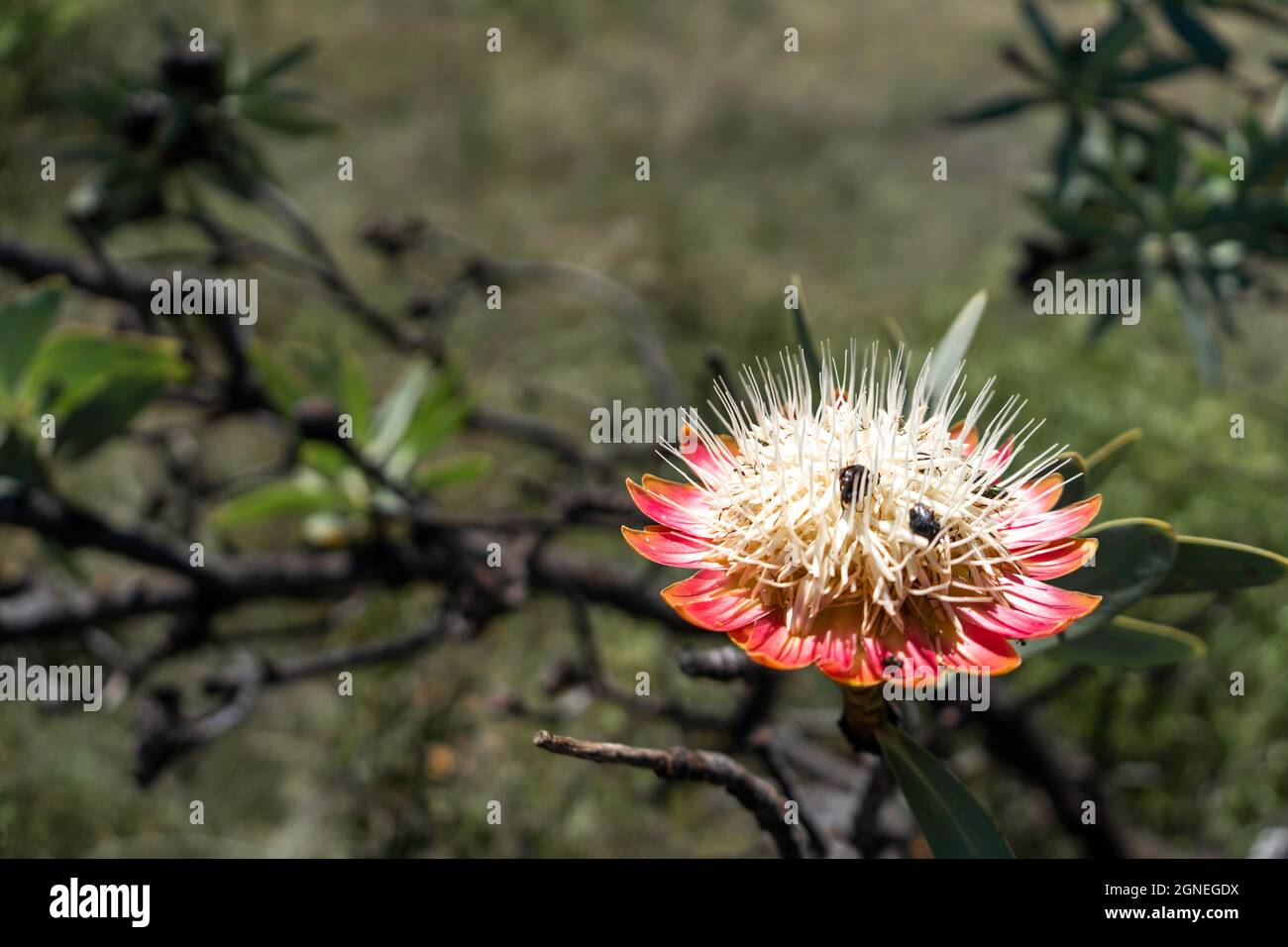 Große rosa und weiße Blume mit Insekten. Vredefort Dome Südafrika. Hochwertige Fotos Stockfoto