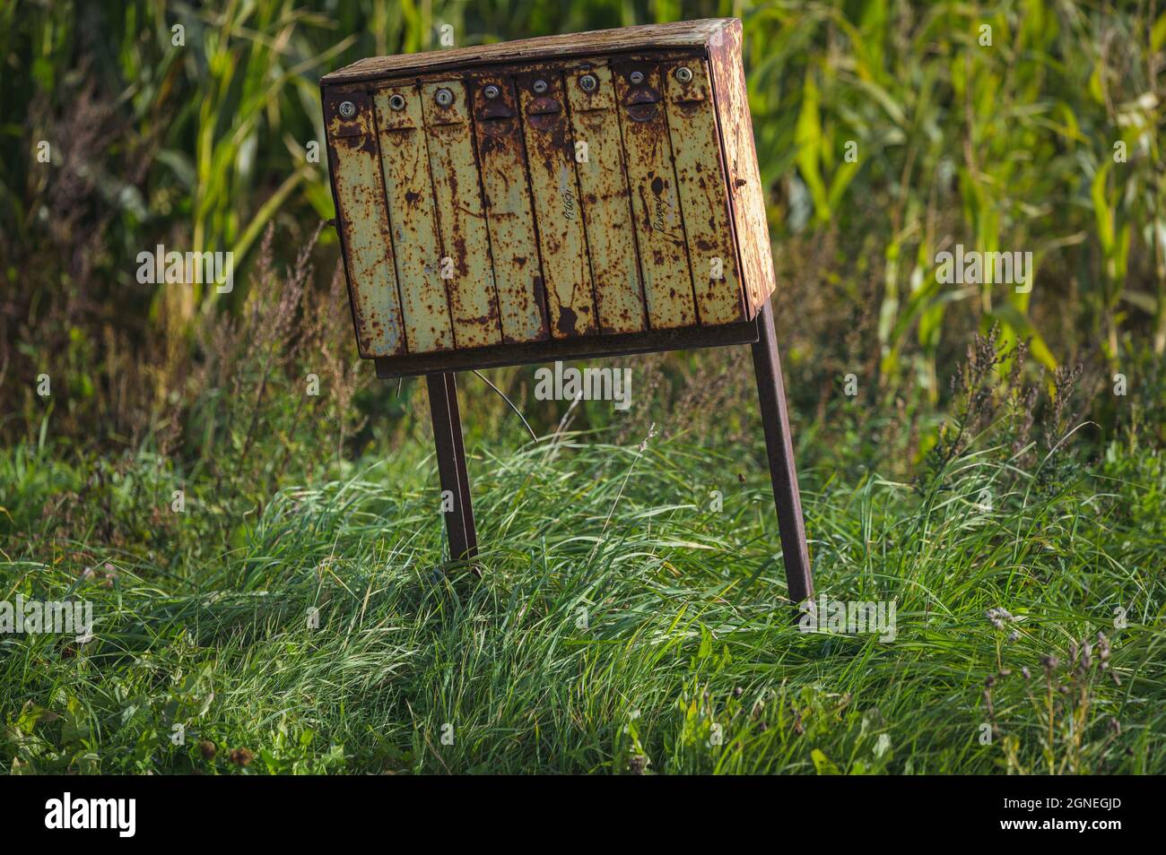 Eine alte rostige gelbe Mailbox an einem Maisfeld an einem sonnigen Tag und ein langes Gras, das im Wind unter dem Briefkasten schwankt Stockfoto