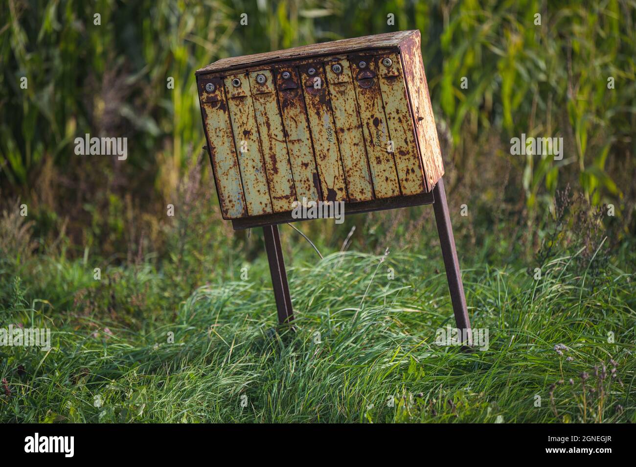 Eine alte rostige gelbe Mailbox an einem Maisfeld an einem sonnigen Tag und ein langes Gras, das im Wind unter dem Briefkasten schwankt Stockfoto