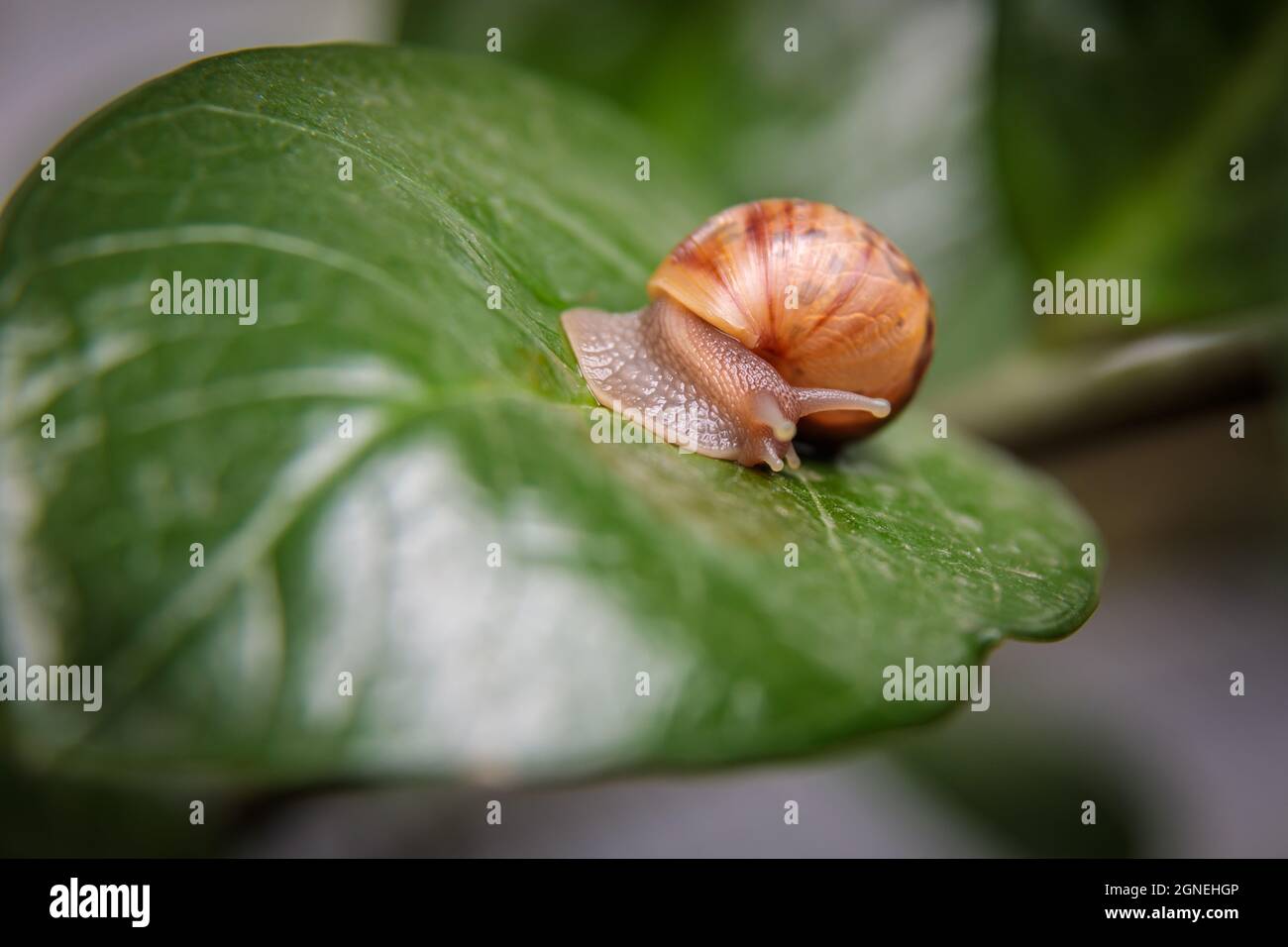 Eine kleine Schnecke sitzt auf einem großen Blatt einer Blume. Nahaufnahme. Stockfoto