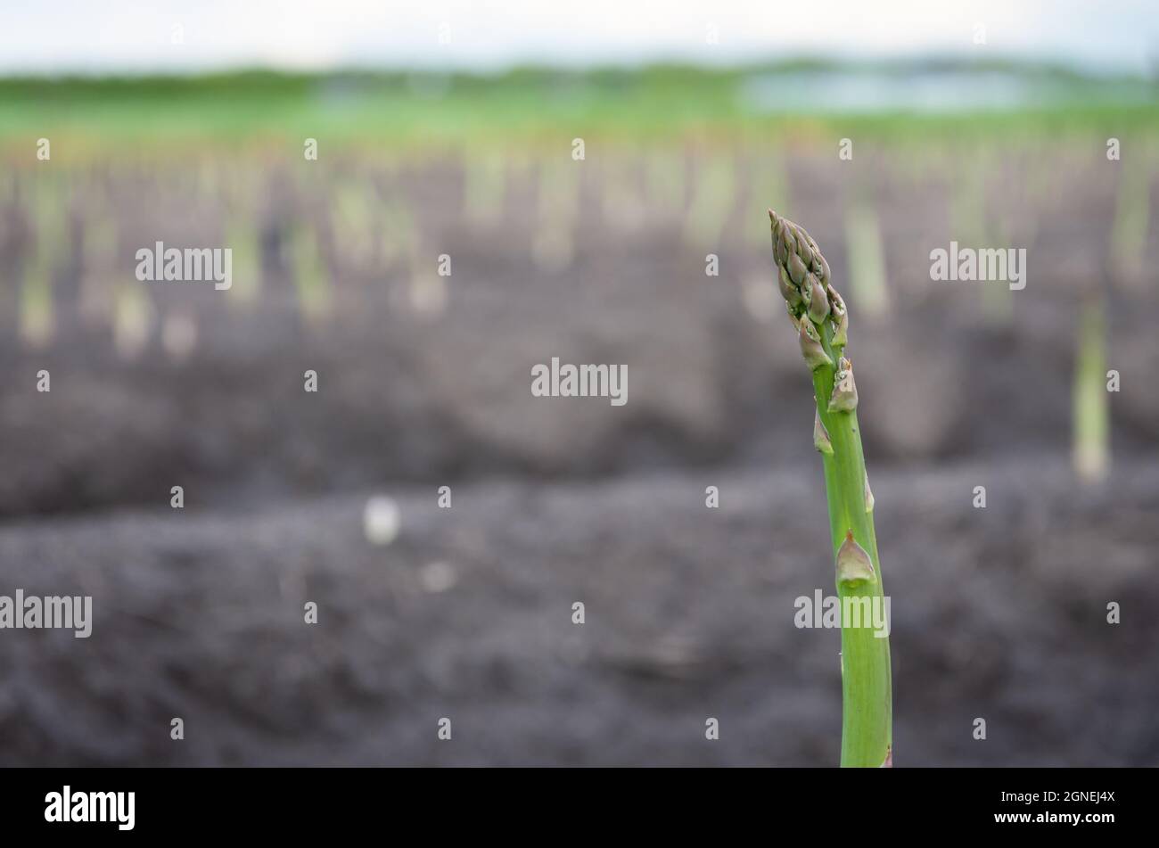 Detail des jungen Spargelschießens, einer Frühlingsgemüse Stockfoto