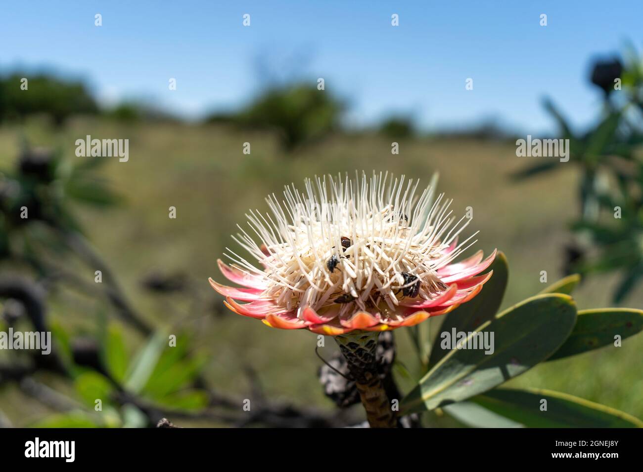 Große rosa und weiße Blume mit Insekten. Vredefort Dome Südafrika. Hochwertige Fotos Stockfoto