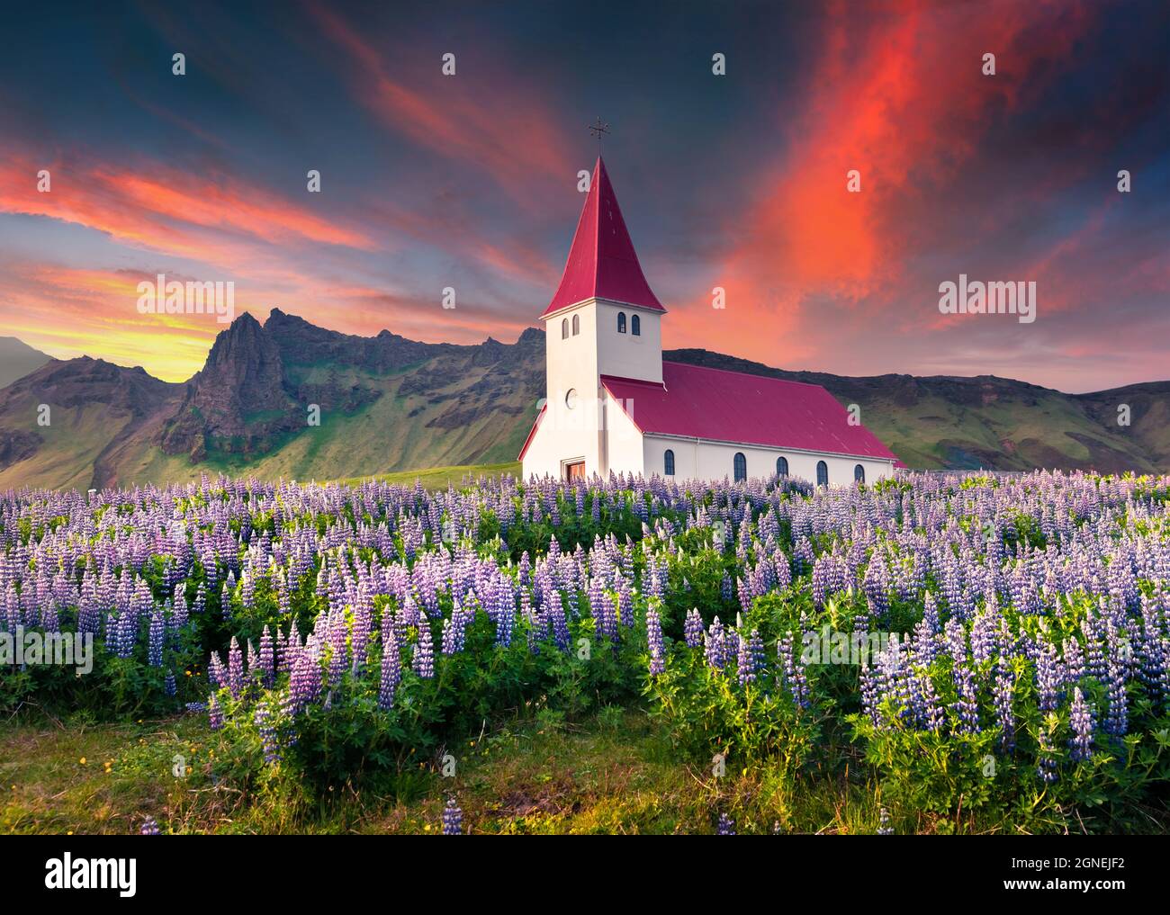 Kleine Kirche umgeben von blühenden Lupinenblumen im Dorf Vik. Dramatischer Sommeraufgang in Island, Europa. Schönheit der Landschaft Konzept BA Stockfoto