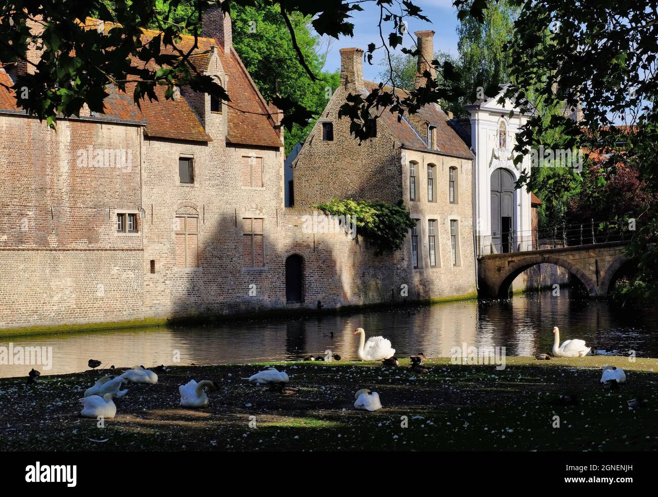Zehn Wijngaerde (Begijnhof Brügge) Beginenhof, jetzt ein Kloster, und Schwäne bald nach Sonnenaufgang in Brügge, Belgien Stockfoto