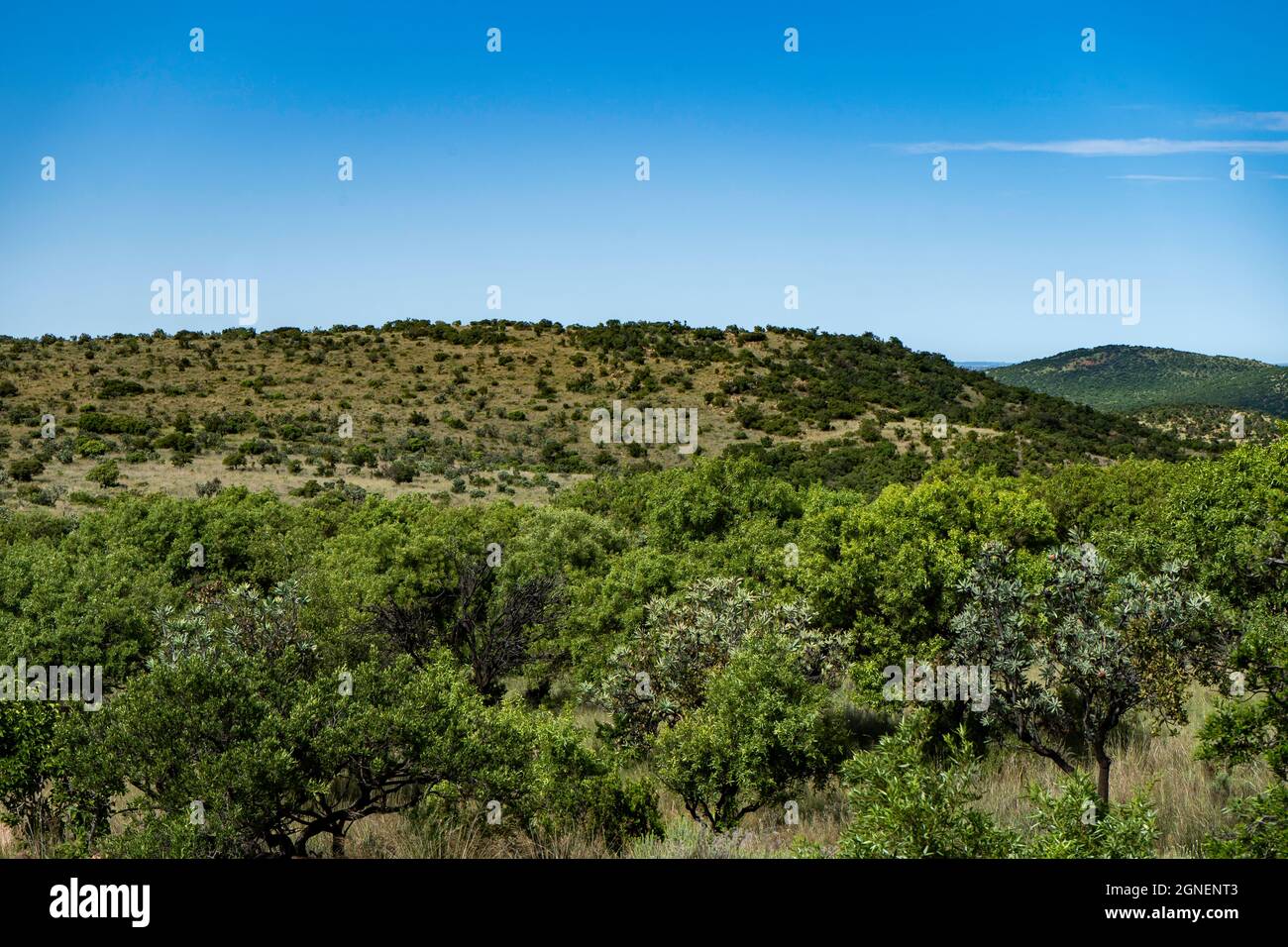 Landschaftsaufnahme von Land in Farm und Naturschutzgebiet im Vredefort Dome in Südafrika. Hochwertige Fotos Stockfoto