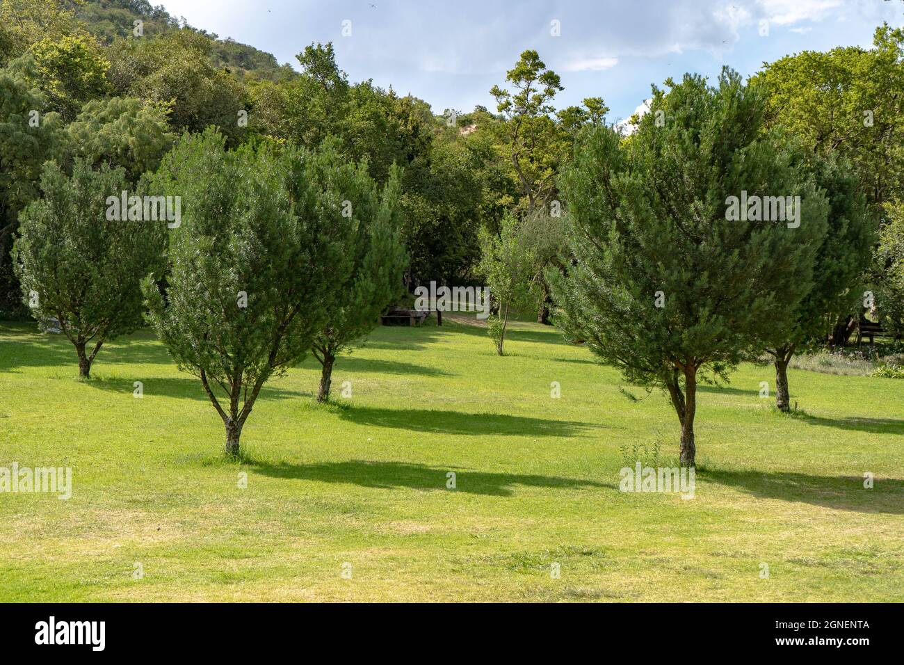 Offener Picknickplatz mit Bäumen in einem Park in Südafrika. Hochwertige Fotos Stockfoto