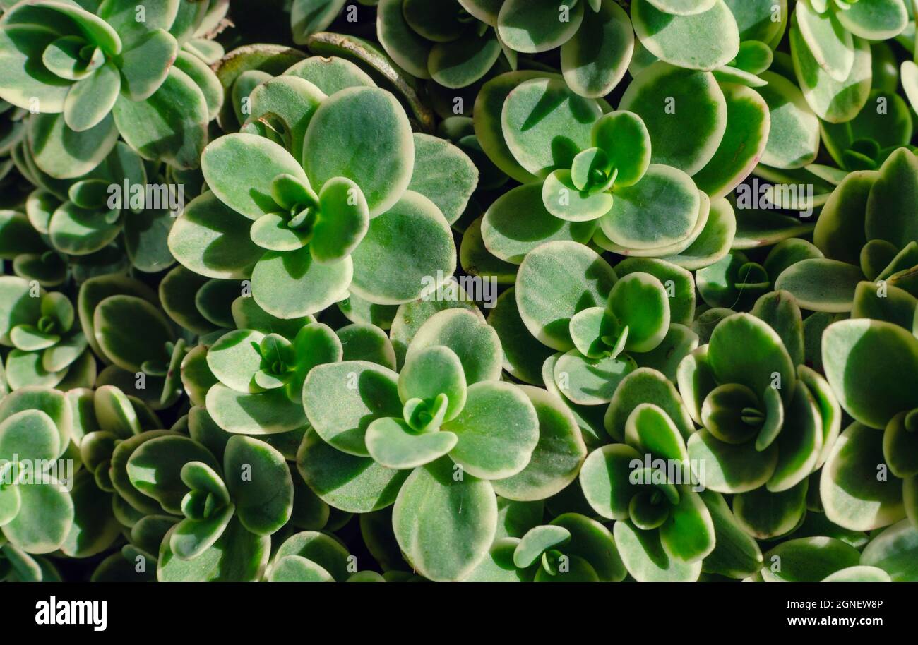 Blätter einer Sukulente namens Sedum Lime Twister Variegata Stockfoto