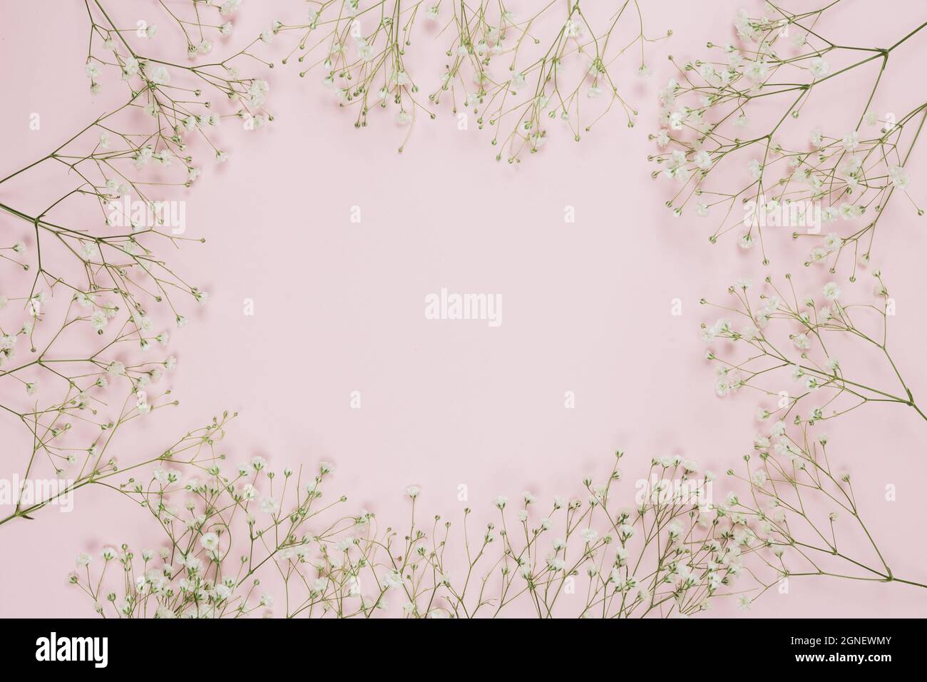 Rahmen mit Gypsophila Baby s Atem Blumen rosa Hintergrund gemacht. Hohe Qualität und Auflösung schönes Fotokonzept Stockfoto
