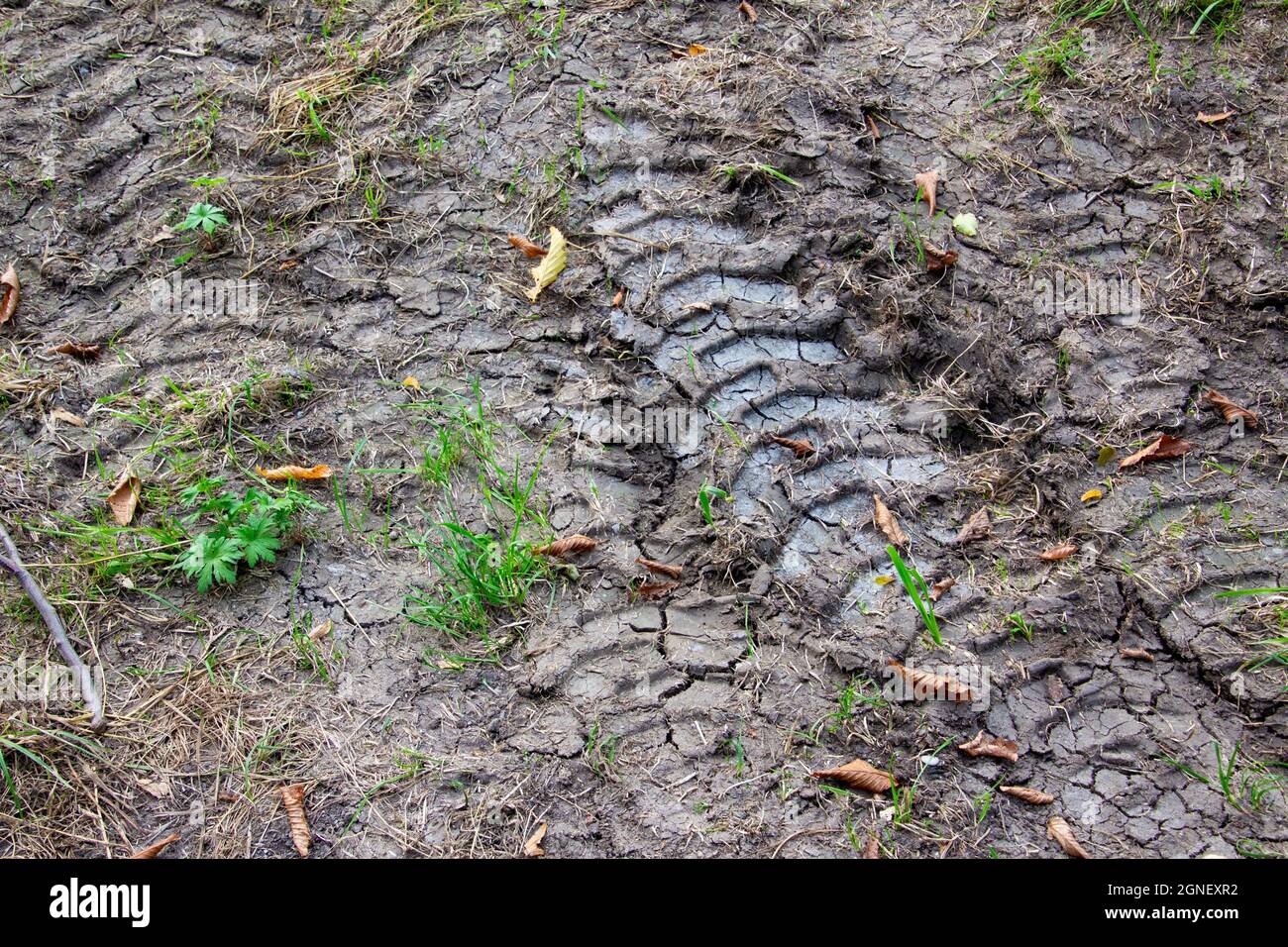 Reifenspuren von Maschinen, die Schlamm im Gras erzeugen Stockfoto