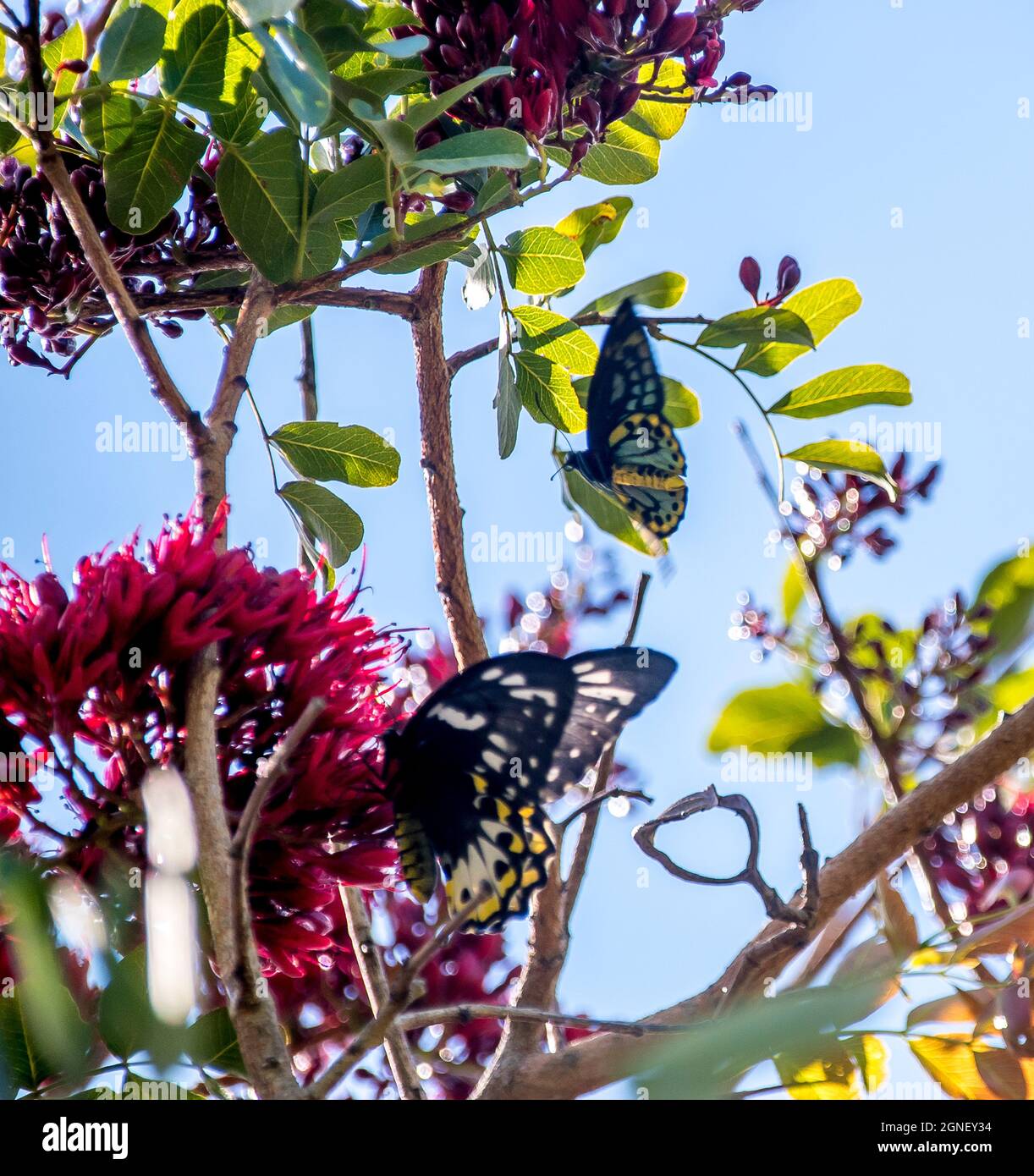 Männliche und weibliche geschützte Richmond Birdwing Schmetterlinge, Ornithoptera richmondia, in einem Baum mit roter Blüte. Tamborine Mountain, Queensland, Australien Stockfoto