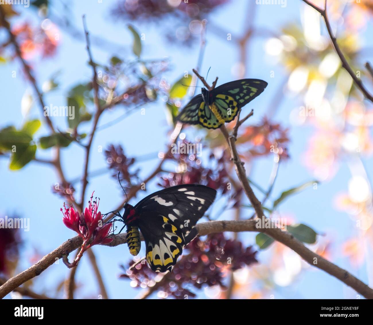 Männliche und weibliche geschützte Richmond Birdwing Schmetterlinge, Ornithoptera richmondia, in einem Baum mit roter Blüte. Tamborine Mountain, Queensland, Australien Stockfoto