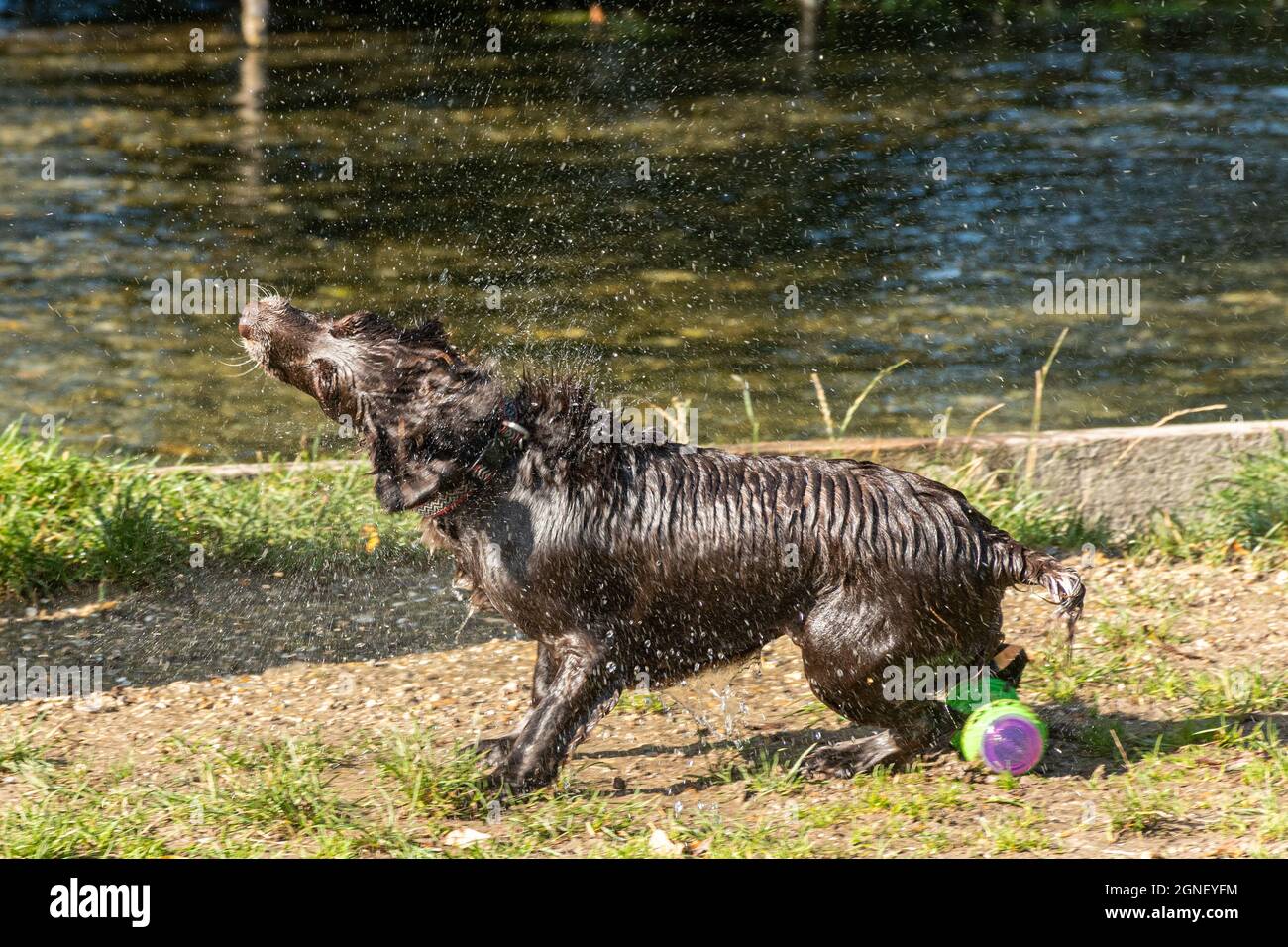 Ein Hund, der sich nach dem Schwimmen in einem Fluss, Großbritannien, trocken schüttelt Stockfoto