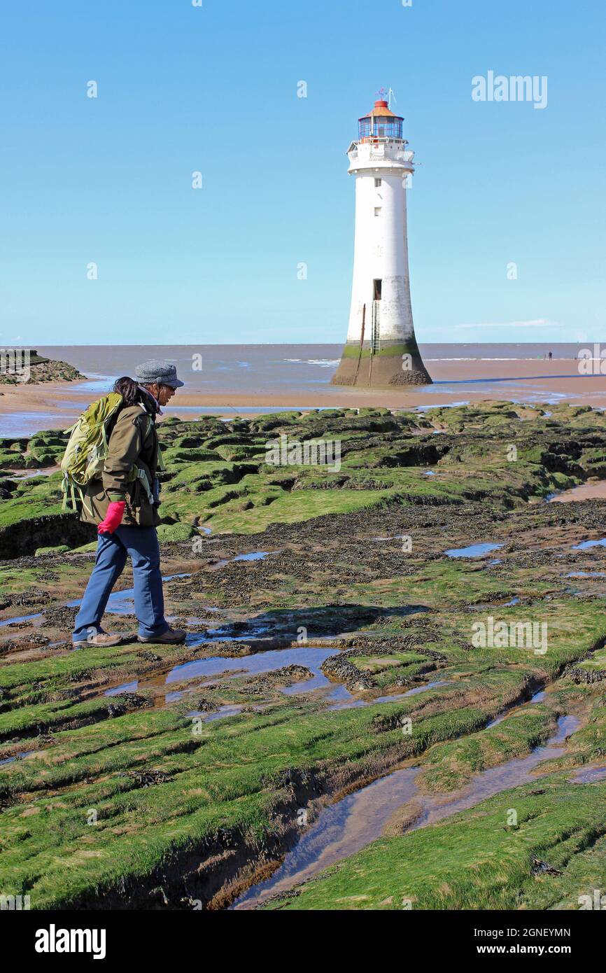 Walker Crossing Seaweed Covered Rocks vor dem New Brighton Lighthouse, Wirral Stockfoto