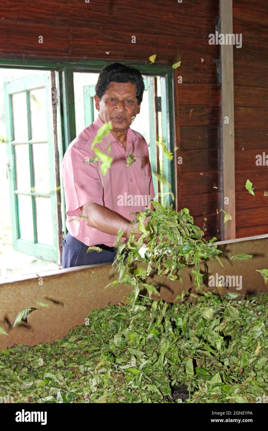 Tea Processing Factory - Teeblätter trocknen auf verwelkenden Tischen - feines Mesh wird von der Belüftung unten belüftet Stockfoto