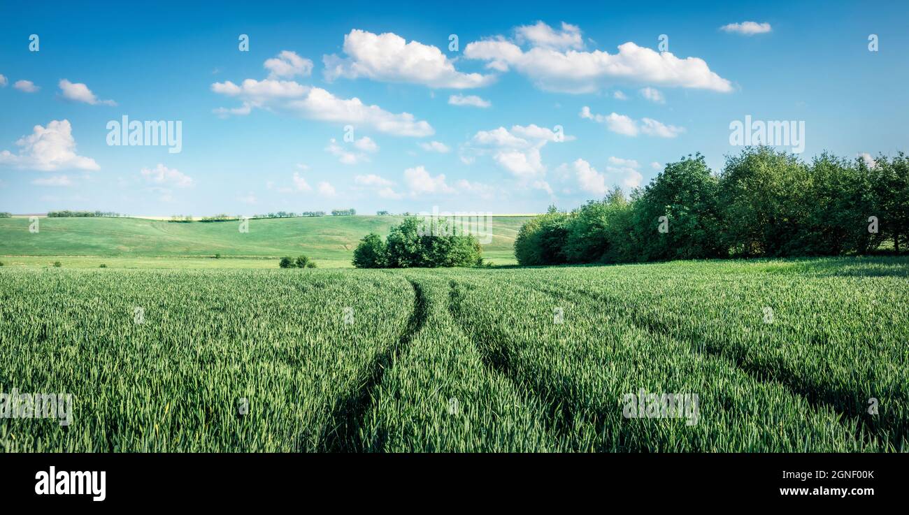 Malerischer Blick auf das Feld mit frischem Weizen im Frühling. Ländliche Morgendeszene der bulgarischen Landschaft, Ruse Stadt Lage, Bulgarien, Europa. Die Schönheit von Cou Stockfoto