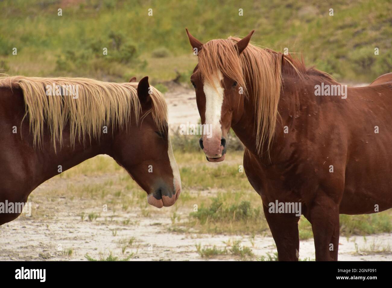Ein wunderschönes Paar von palomino Wildpferden, die auf einer Prärie im mittleren Westen frei herumlaufen. Stockfoto