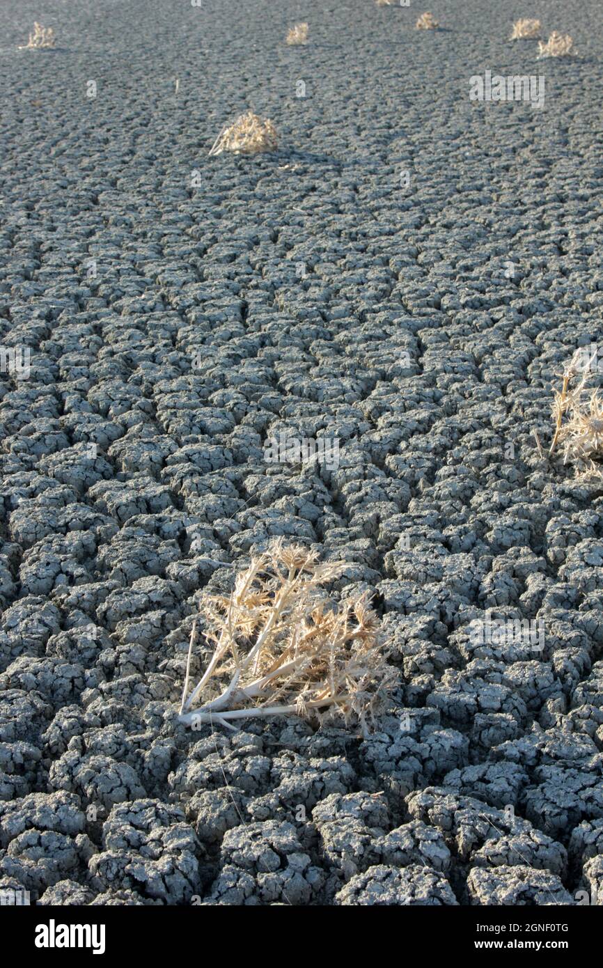 Getrockneter Salzsee und Dornen Stockfoto