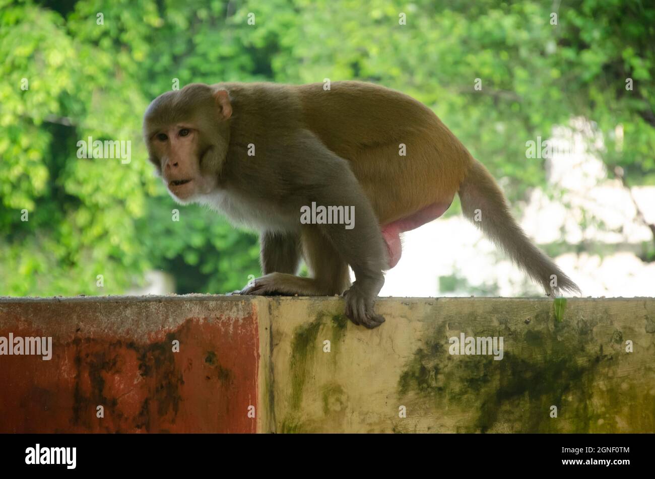 Selektiver Fokus auf indischen wütenden Affen, die morgens an der Wand im Park spazieren gehen. Stockfoto