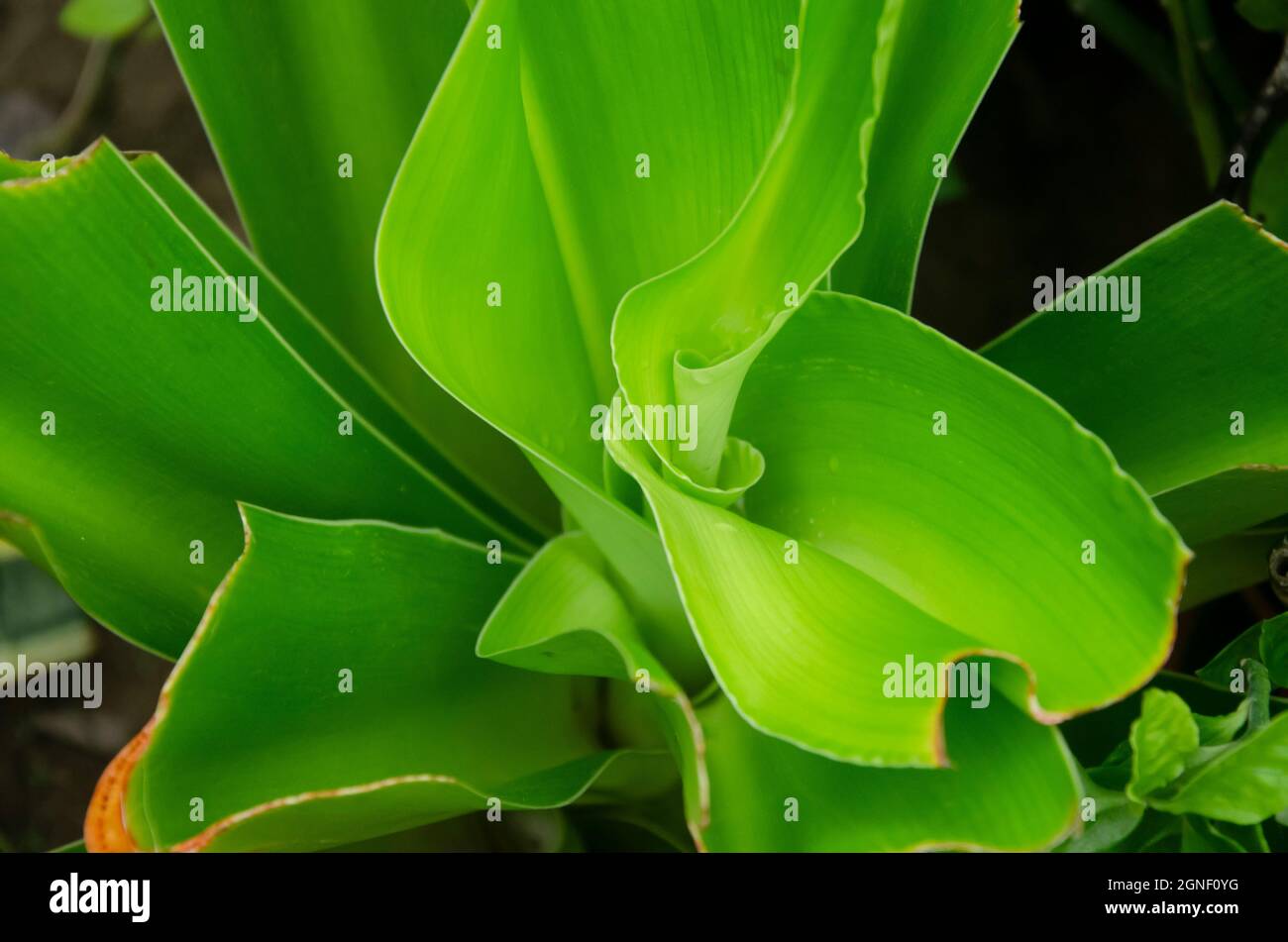 Schöne grüne Callisia Duftpflanze. Stockfoto