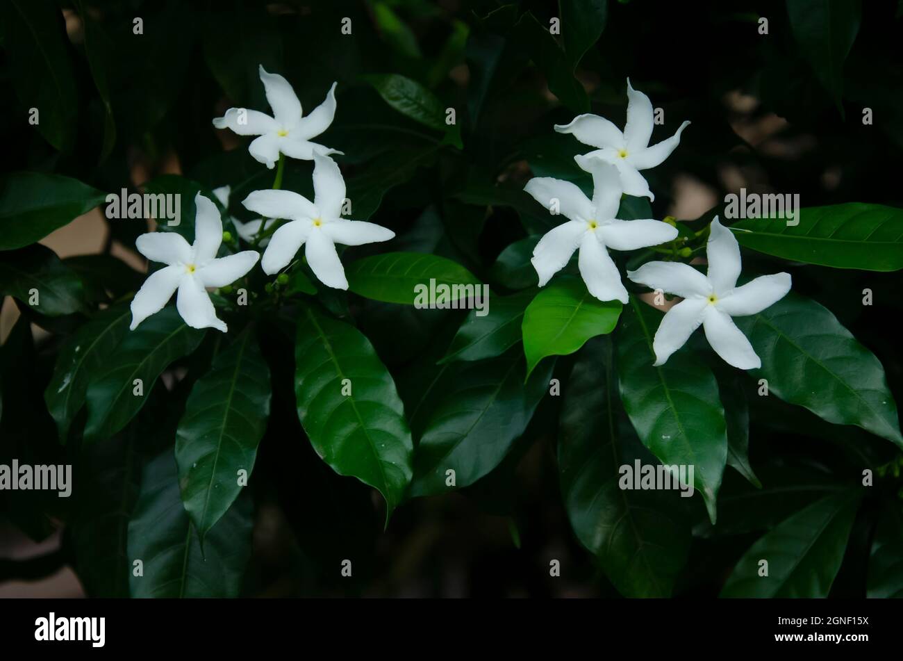 Weiße Kreppjasminblüte mit grünen Blättern im Garten in der Landschaft. Stockfoto