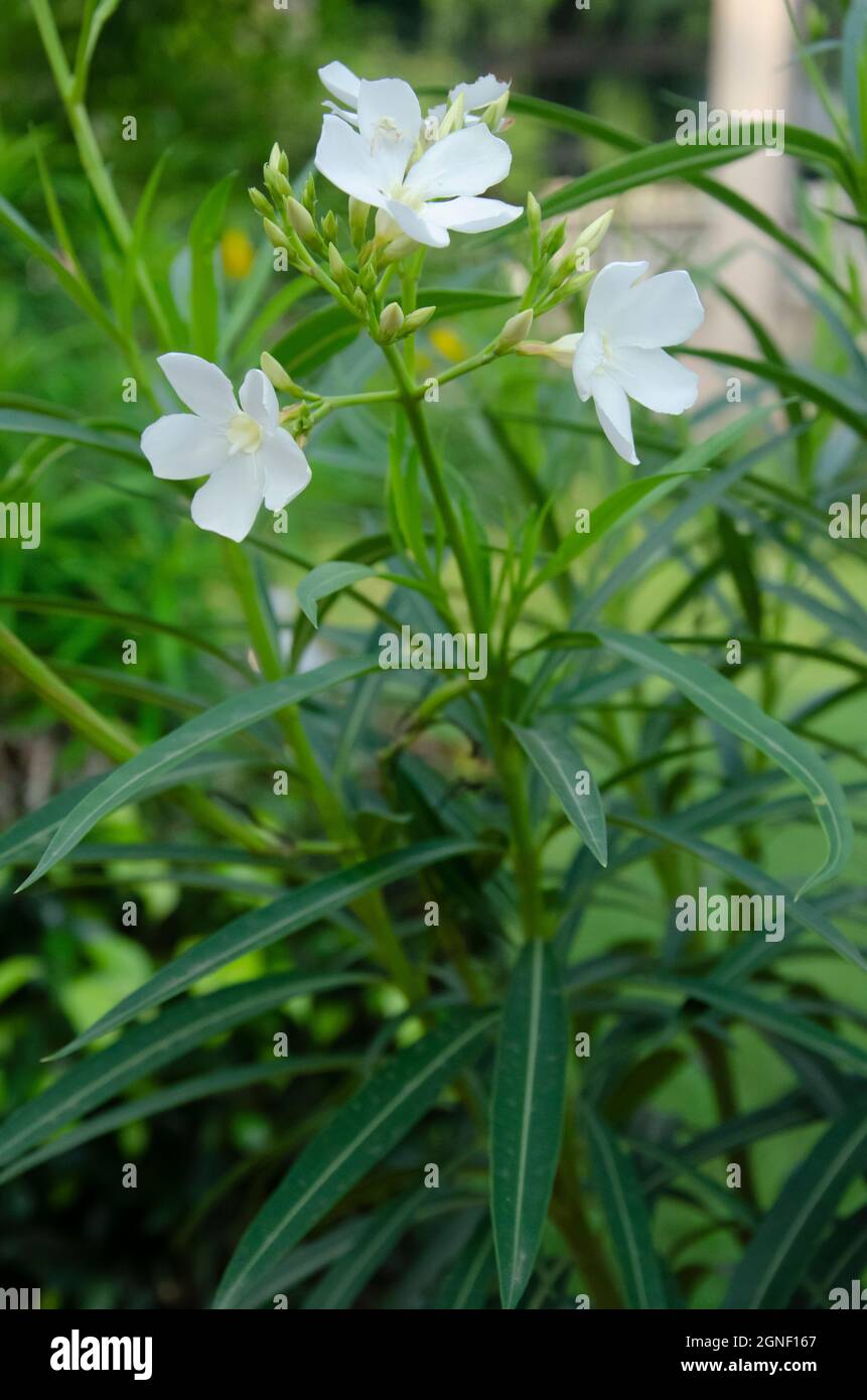 Weiße Kreppjasminblüte mit grünen Blättern im Garten in vertikaler Richtung. Stockfoto