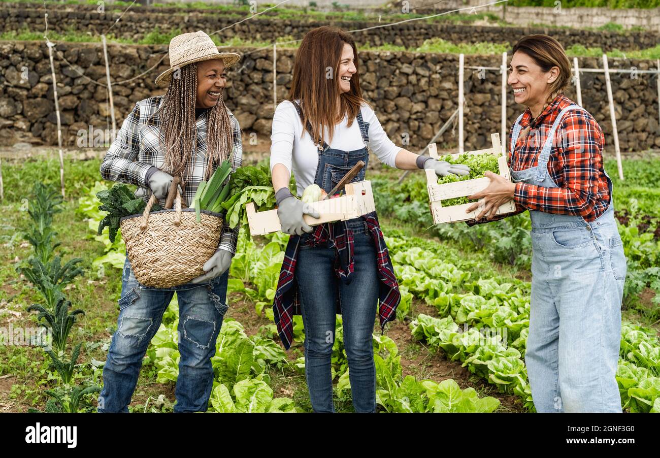 Multirassische Farmerinnen, die auf dem Land arbeiten und frisches Gemüse ernten - Lifestyle-Konzept der Farm People Stockfoto