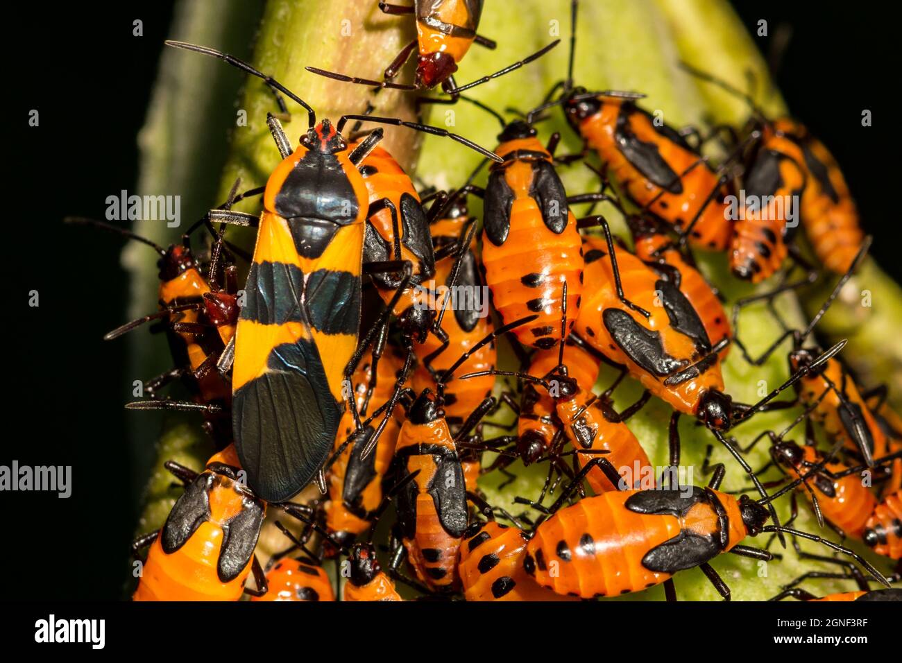 Große Milchkäfer (Oncopeltus fasciatus) Stockfoto