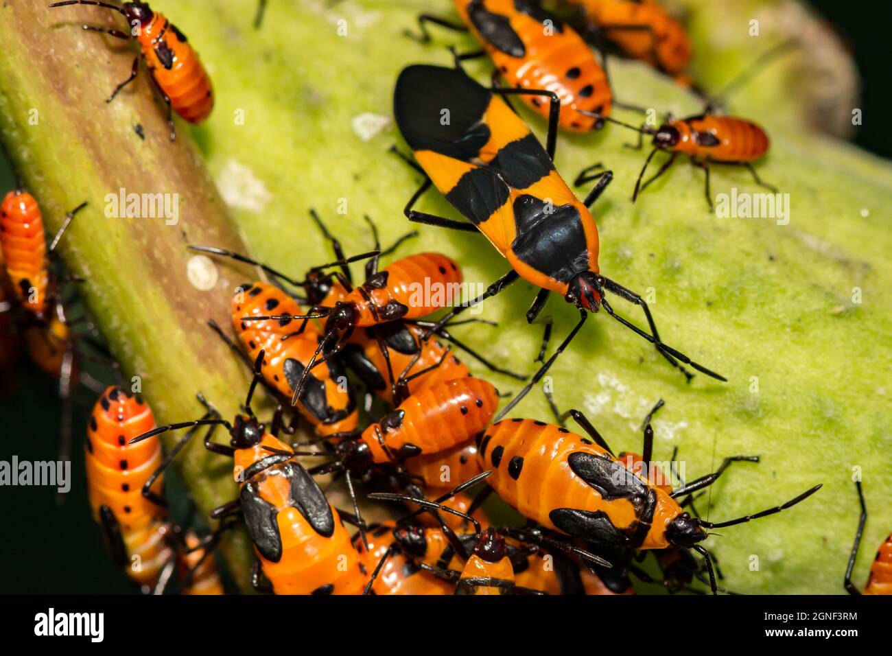Große Milchkäfer (Oncopeltus fasciatus) Stockfoto