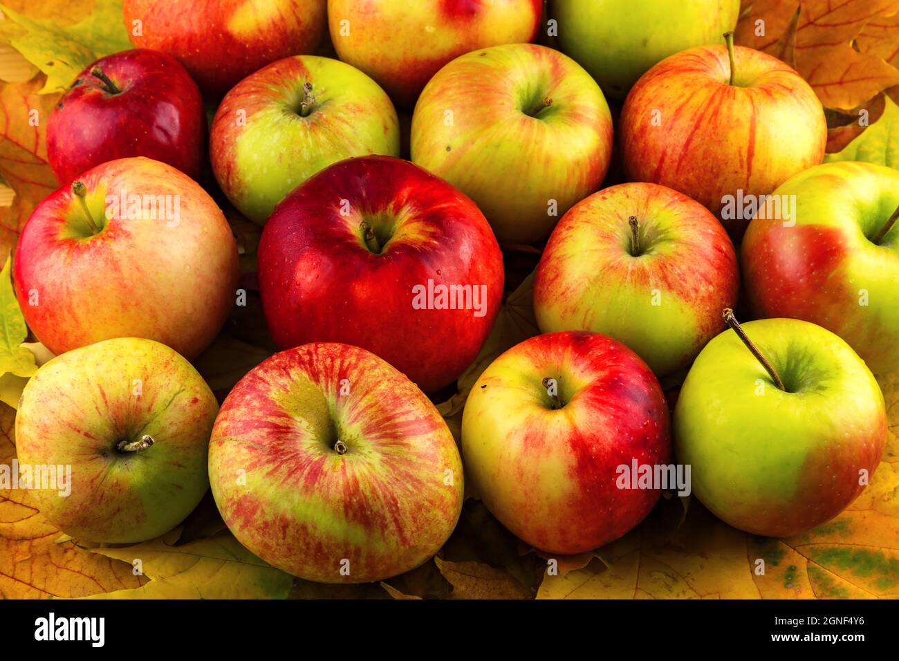 Bunte Äpfel auf Ahorn hinterlässt Vollformat-Hintergrundtextur. Herbstkonzept. Nahaufnahme. Stockfoto