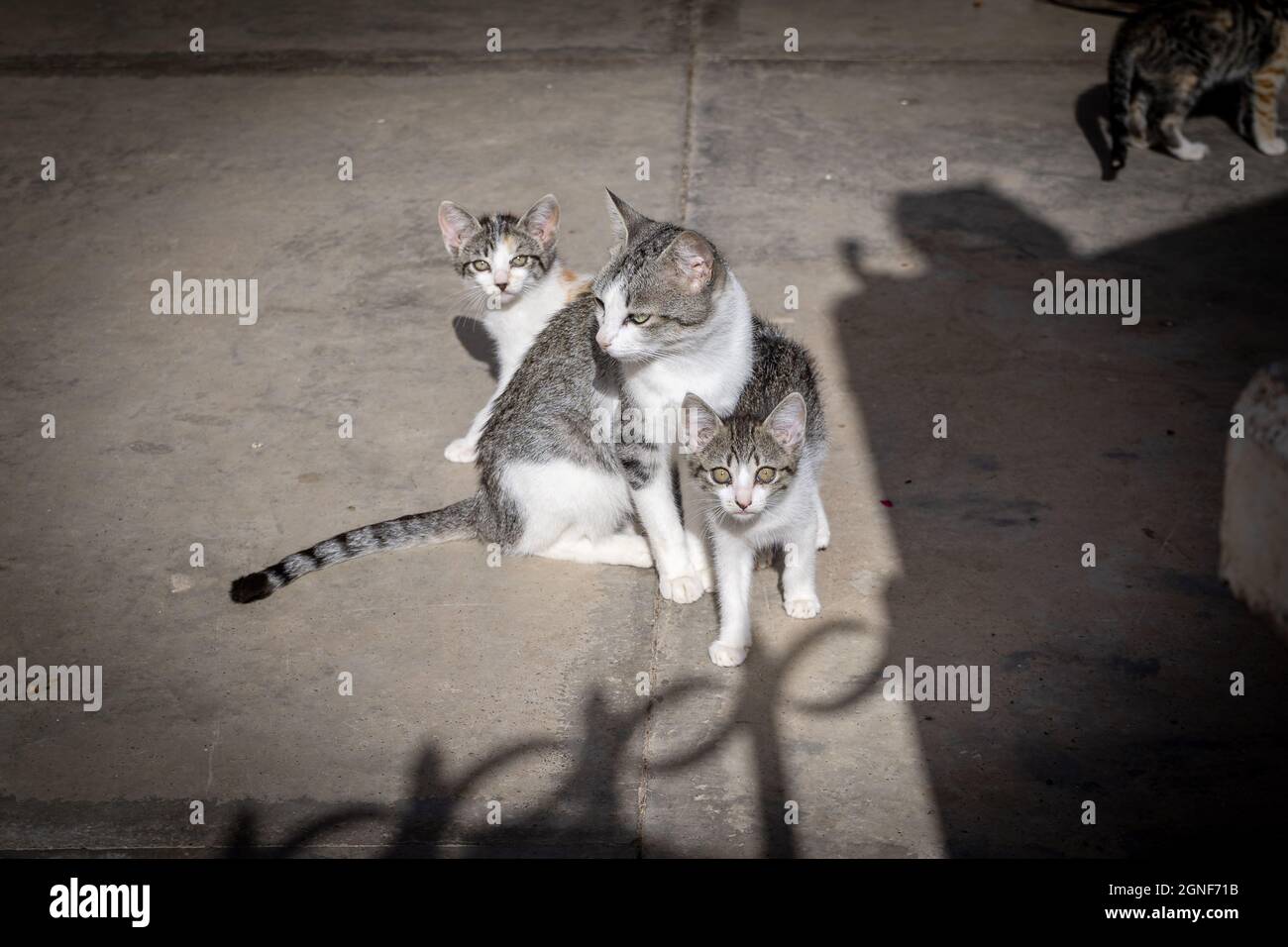Graue und weiße Wildkatzen Familie auf der Straße Stockfoto