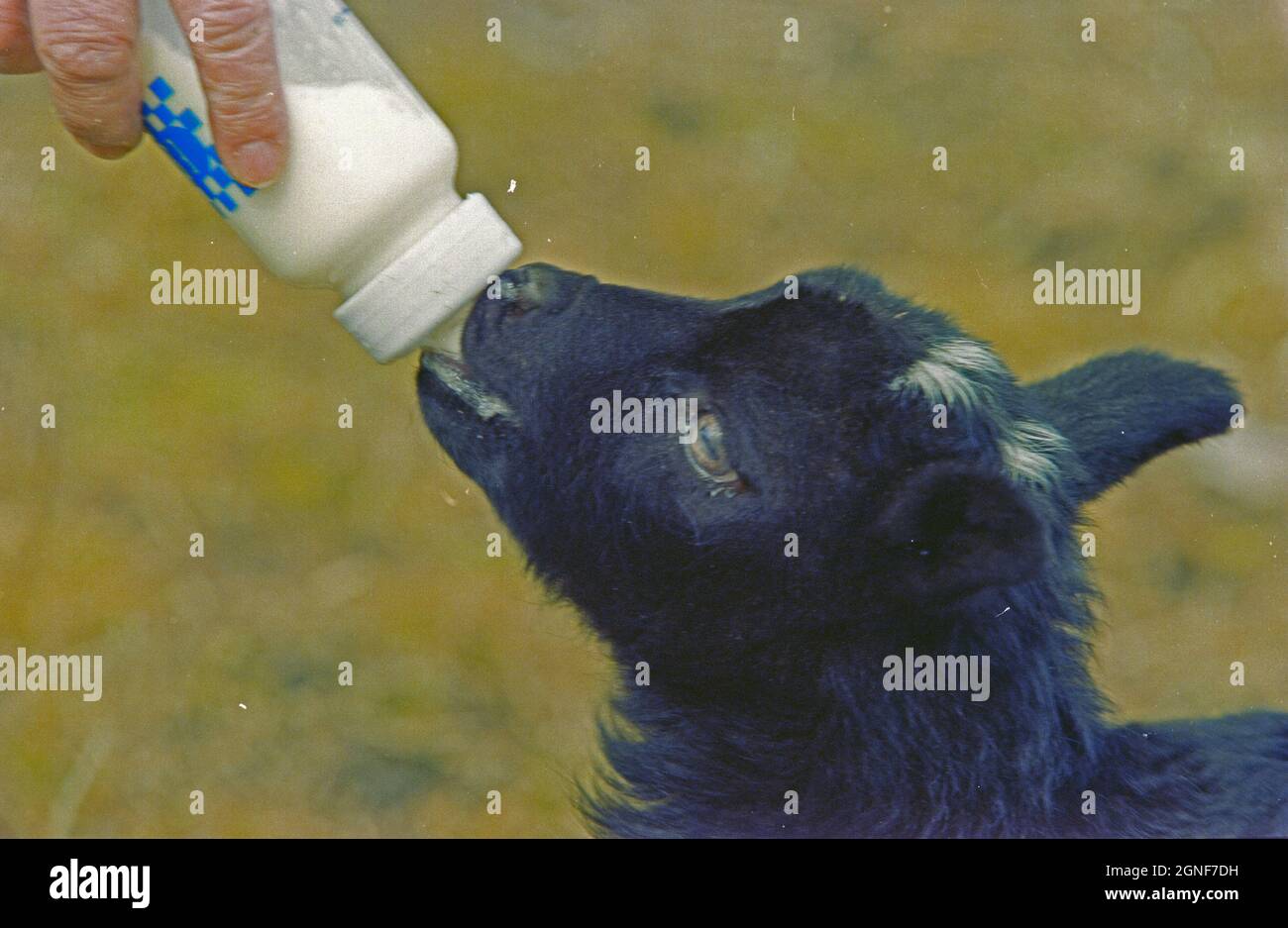 Ein junges schwarzes Lamm, das von Hand in die Flasche gespeist wird, weil seine Mutter nicht genug Milch produzieren kann, um es am Leben zu erhalten. Stockfoto